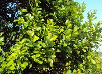 S&uuml;dindische Pflaume (Syzygium caryophyllatum)