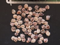 Kanonenballbaum (Couroupita guianensis)