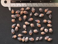 Lippenstiftpalme (Cyrtostachys renda)