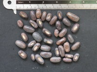 Korallenstrauch (Erythrina crista-galli)