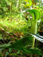 Tropische Kobralilie (Arisaema filiforme)