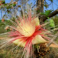 Kumbhi-Baum (Careya arborea)