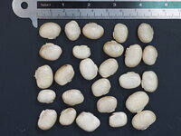 Samtbohne (Mucuna pruriens)