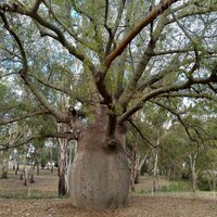 Flaschenbaum (Brachychiton rupestris)