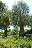 Flaschenbaum (Brachychiton rupestris)