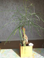 Flaschenbaum (Brachychiton rupestris)