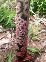 Aronstab (Amorphophallus borneensis)
