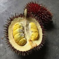 Rote Durian (Durio dulcis)