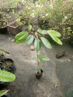 Rote Durian (Durio dulcis)