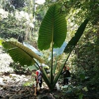 Riesen-Alocasia (Alocasia robusta)