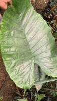 Riesen-Alocasia (Alocasia robusta)
