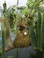K&ouml;nigsanthurium (Anthurium veitchii)