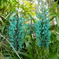 Jade-Blume (Strongylodon macrobotrys)