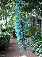 Jade-Blume (Strongylodon macrobotrys)
