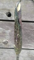 Aronstab (Amorphophallus discophorus)