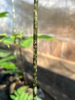 Aronstab (Amorphophallus discophorus)