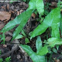 Sumpf-Taro (Cyrtosperma merkusii)