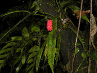 Anthurium (Anthurium bakeri)