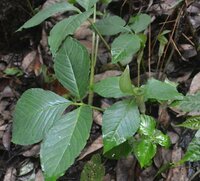 Tropische Kobralilie (Arisaema barbatum)