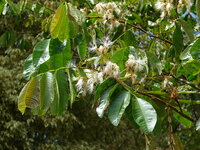 Eisbohne (Inga edulis)