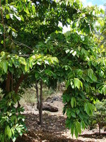 Eisbohne (Inga edulis)