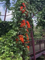 Rote Jadeblume (Mucuna bennettii)