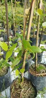 Rote Jadeblume (Mucuna bennettii)