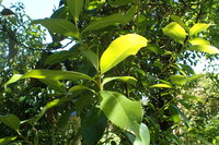 Yunnan-Teepflanze (Camellia taliensis)