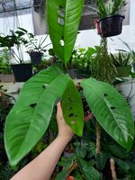 Rhaphidophora (Rhaphidophora megasperma)