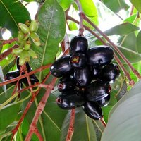 Jambolan (Syzygium cumini)