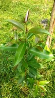 Jambolan (Syzygium cumini)