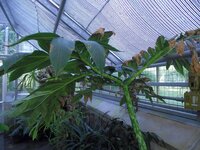 Aronstab (Amorphophallus muelleri)