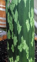 Aronstab (Amorphophallus muelleri)