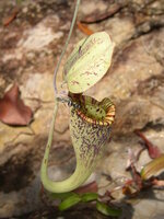 Raffles-Kannenpflanze (Nepenthes rafflesiana)