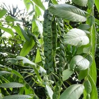 Jatsalpan (Phyllodium pulchellum)