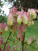 Goethe-Pflanze (Kalanchoe pinnata)