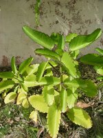 Goethe-Pflanze (Kalanchoe pinnata)