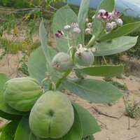 Sodomapfel (Calotropis procera)
