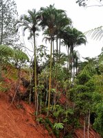 Wanga-Palme (Pigafetta elata)