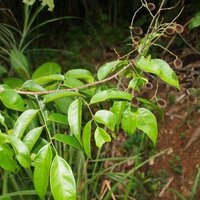 Samtige Tamarinde (Dialium cochinchinense)