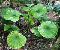F&auml;cherpalme (Licuala cordata)