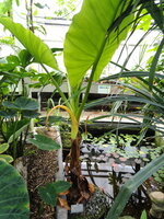 Wasserbanane (Typhonodorum lindleyanum)