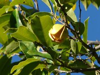 Berg-Zitronensack (Annona montana)