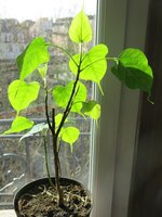 Bodhi-Baum (Ficus religiosa)