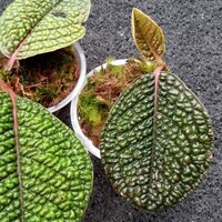 Dinosaurierpflanze (Labisia sp. 'Dino')