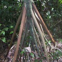 Wanderpalme (Socratea exorrhiza)