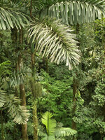 Wanderpalme (Socratea exorrhiza)