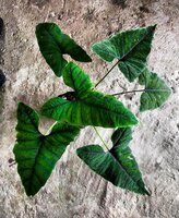 Alocasia (Alocasia sp. 'Olanii')