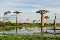 Riesenbaobab (Adansonia grandidieri)