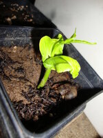 Riesenbaobab (Adansonia grandidieri)